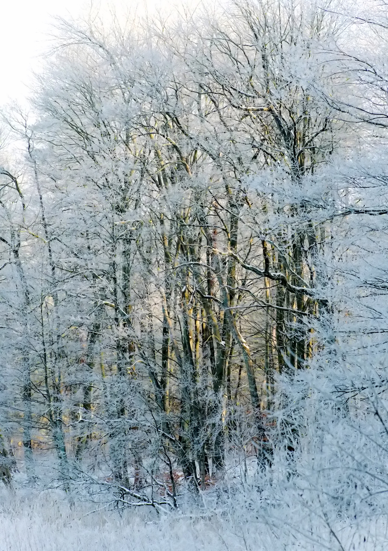 Near Neustrelitz